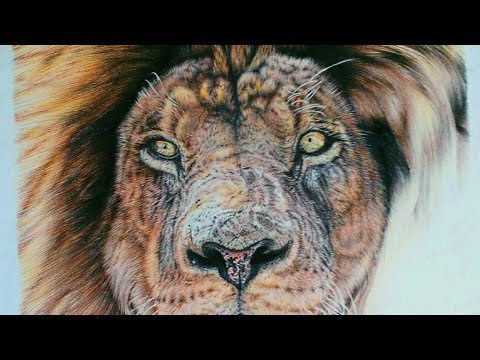 480x360 How To Draw Realistic Lion Mane - Lion Mane Drawing