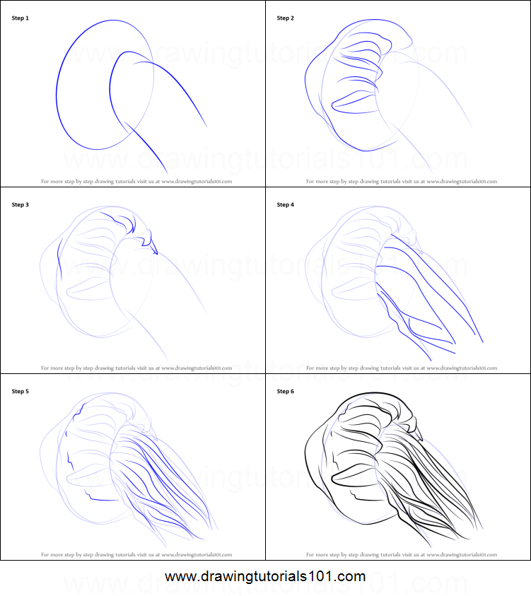751x843 How To Draw A Lion's Mane Jellyfish Printable Step - Lion Mane Drawing