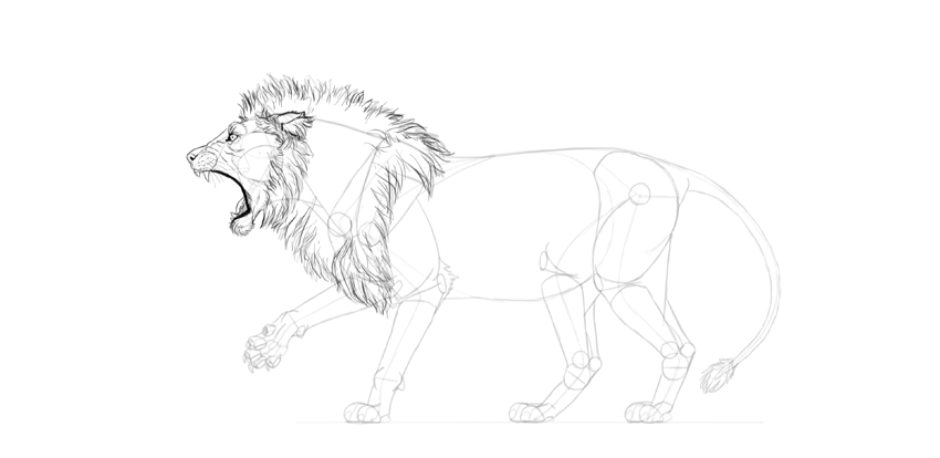 850x414 How To Draw A Roaring Lion Step - Lion Mane Drawing