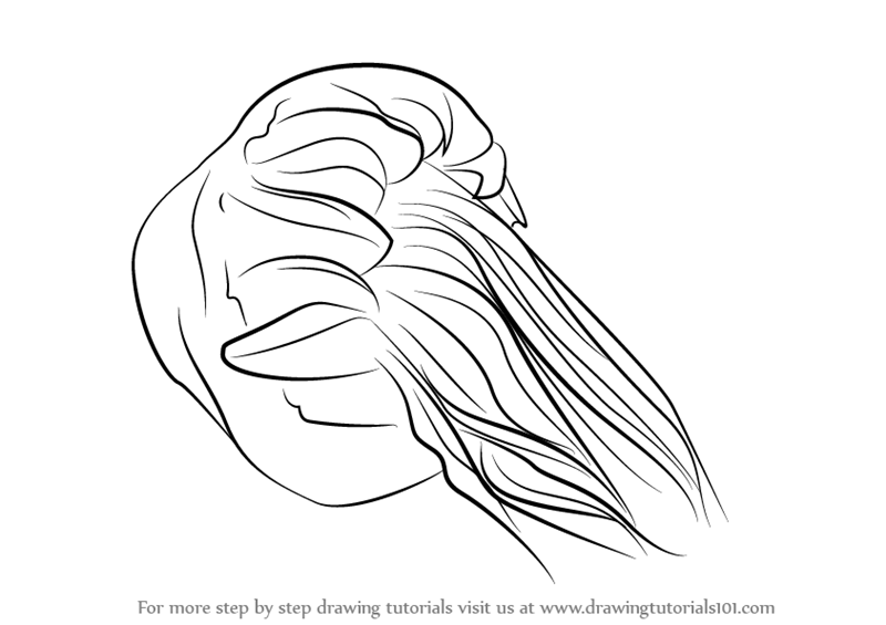 800x565 Learn How To Draw A Lion's Mane Jellyfish - Lion Mane Drawing