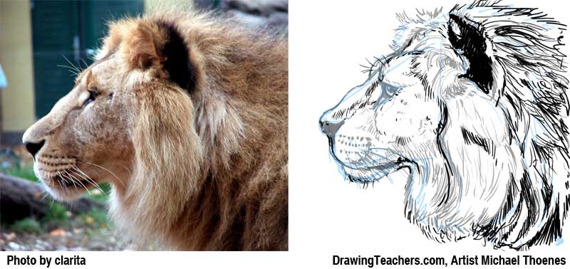 800x378 Lion Drawing - Lion Mane Drawing
