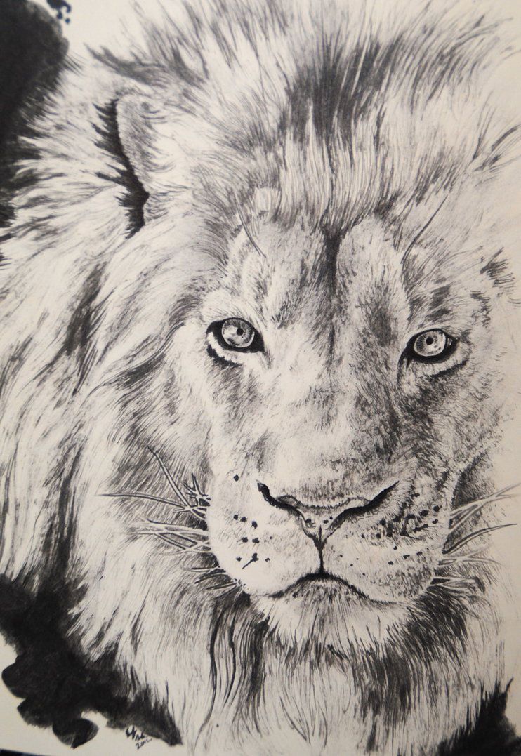 742x1077 Lion Mane Drawing Detail - Lion Mane Drawing