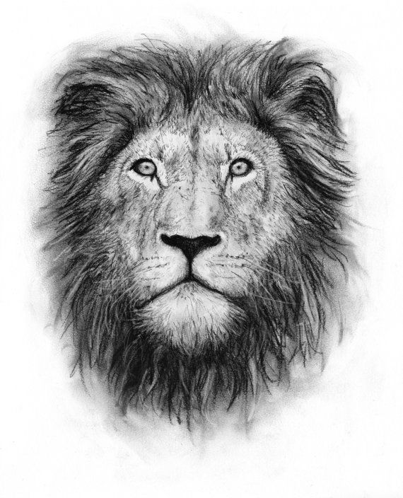 Lion Mane Drawing at Explore collection of Lion