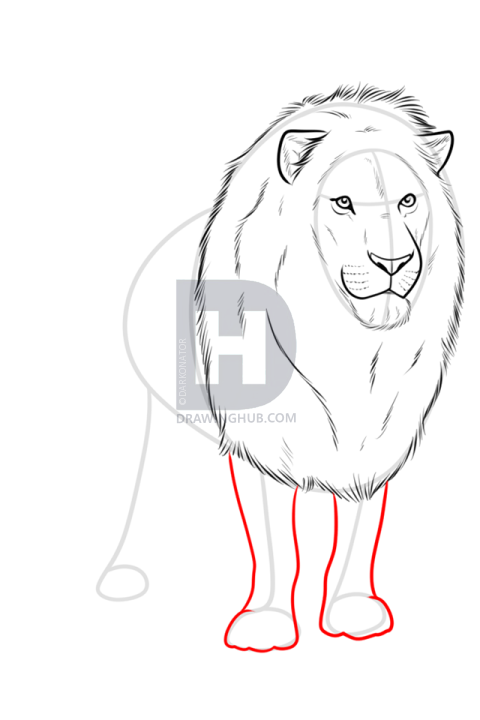 480x720 Drawing A Realistic Lion, Step - Lion Mane Drawing