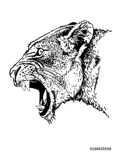 370x500 graphical sketch of angry lion with open mouth isolated on white - Lion Mouth Drawing