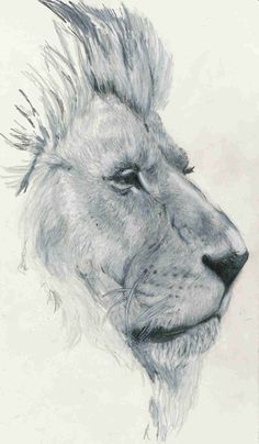 236x404 Best Lion Drawing Images Big Cats, Fluffy Animals, Wild Animals - Lion Mouth Drawing