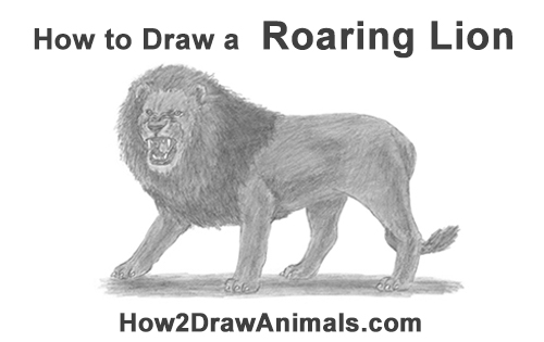 500x315 How To Draw A Lion Roaring - Lion Mouth Drawing