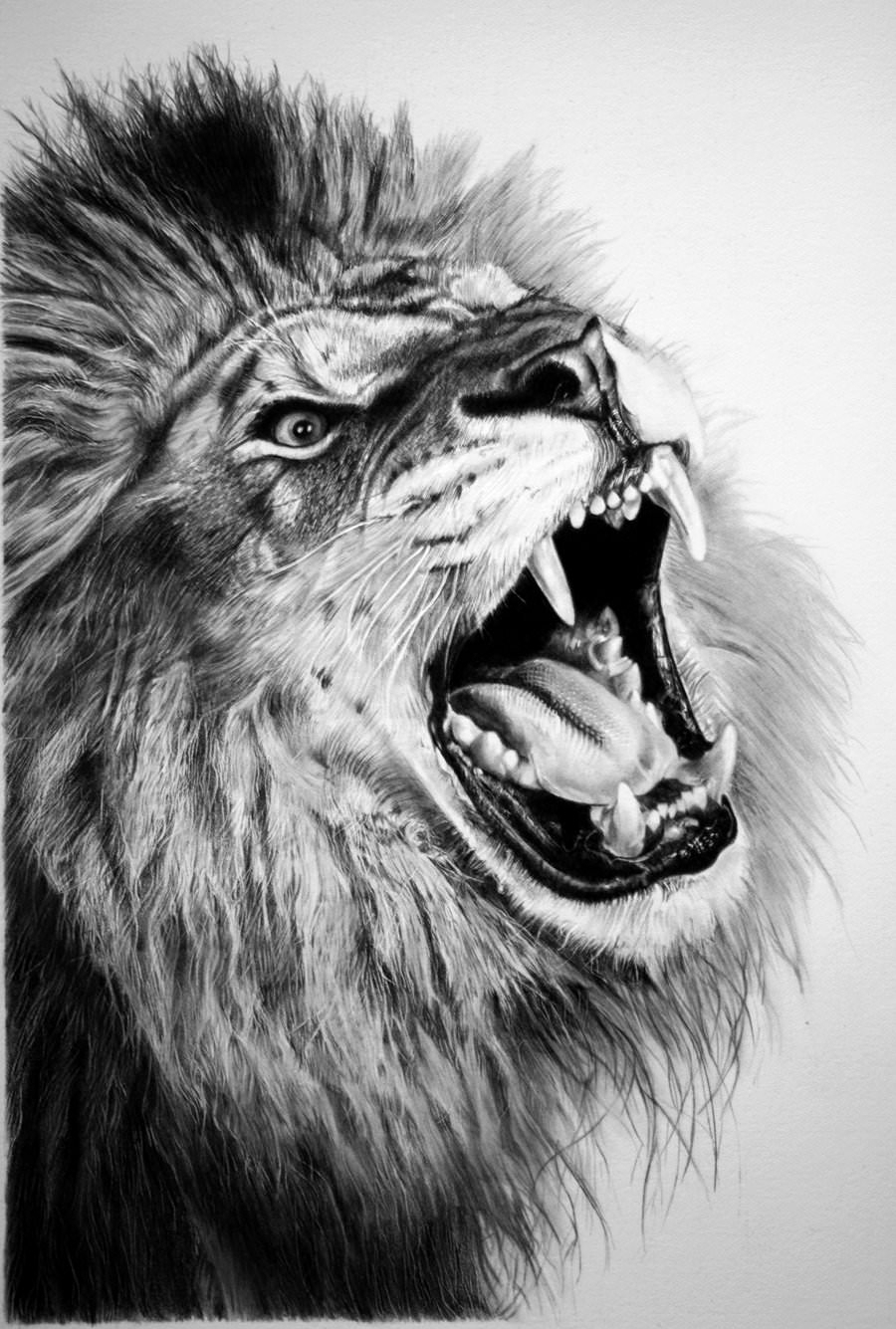 Lion Mouth Open Drawing