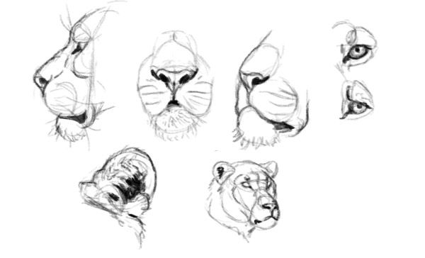 600x364 How To Practice Detail Draw Lion Eyes Mouth Nose Tattoos - Lion Mouth Drawing