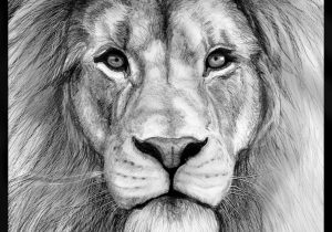 300x210 How To Draw A Realistic Lion Step - Lion Mouth Open Drawing