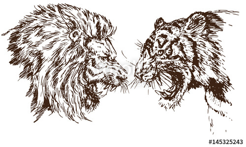500x300 lion and tiger growling opposite each other, open an embittered - Lion Mouth Open Drawing