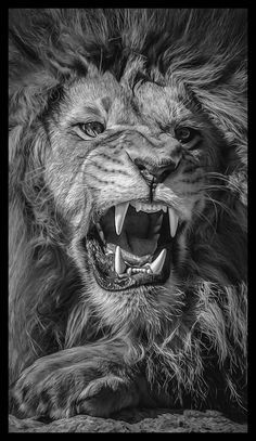 236x407 Rough Sketch Drawing Of A Lion With Its Mouth Open Unique Bear - Lion Mouth Open Drawing