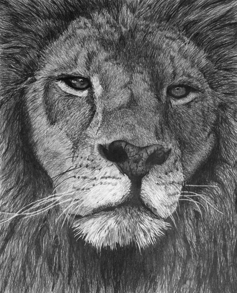 803x995 Lion Of Judah Drawing - Lion Of Judah Drawing