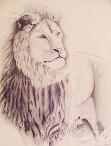 229x300 The Lion Of Judah Drawing - Lion Of Judah Drawing