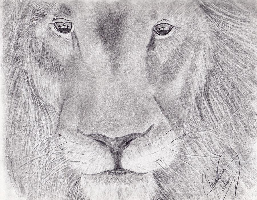 900x701 Lion Of Judah Drawing - Lion Of Judah Drawing