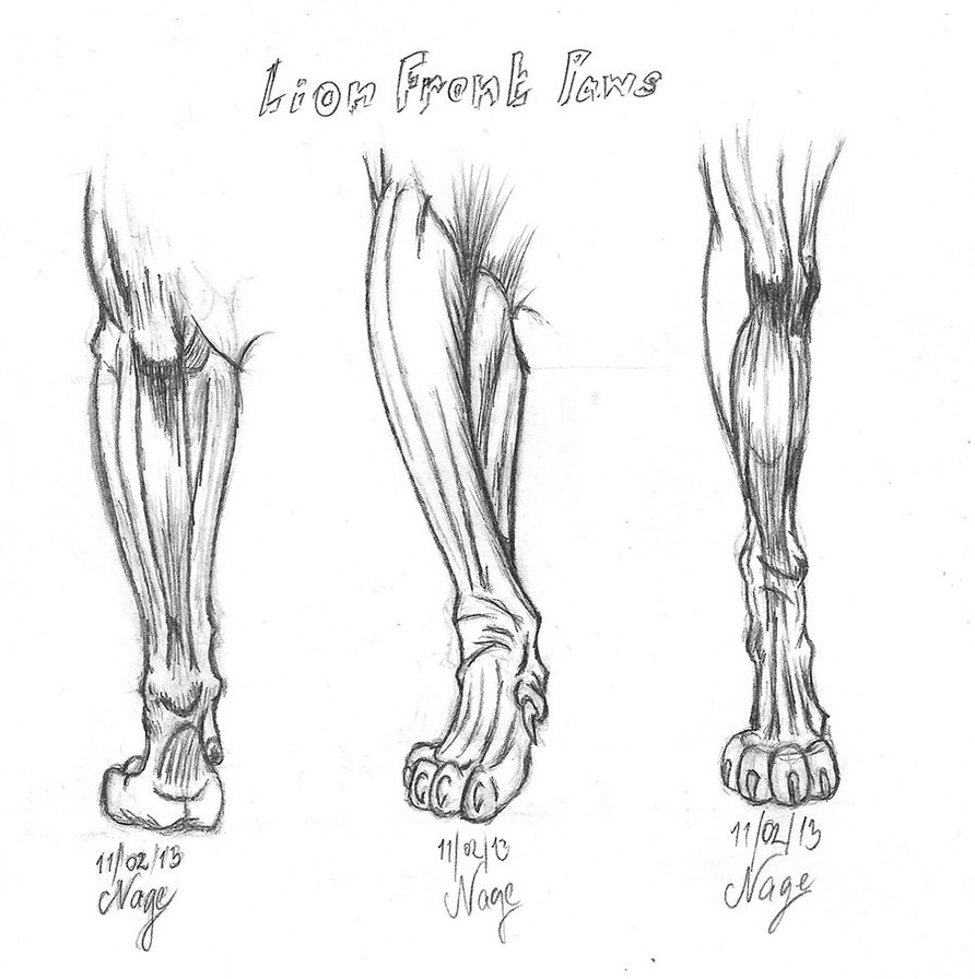 Lion Paws Drawing - Lion Paw Drawing. 