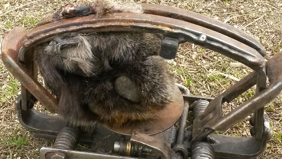 1200x675 Severed Mountain Lion Paw Found In Southern Bitterroot Wolf Trap - Lion Paw Drawing
