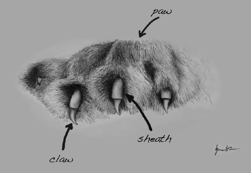 800x550 Claws Protract To Grip Prey Lion - Lion Paw Drawing