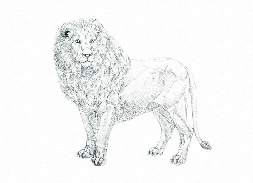 850x617 How To Draw On A Tiny Budget Single Pencil Drawing - Lion Pencil Drawing