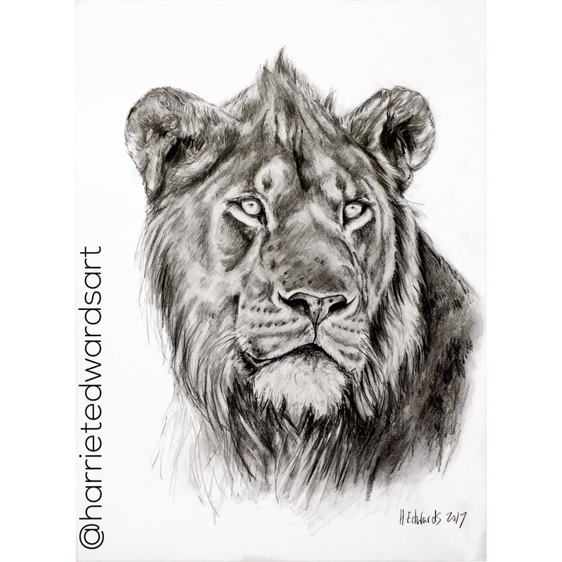 794x794 Lion Pencil Drawing Print Etsy - Lion Pencil Drawing