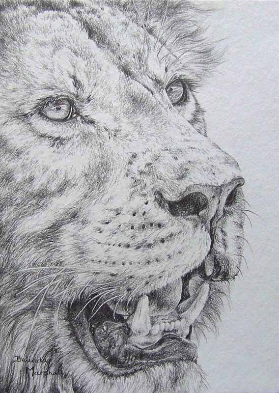 568x800 Lion Pencil Drawing Original Graphite Pencil Drawing - Lion Pencil Drawing
