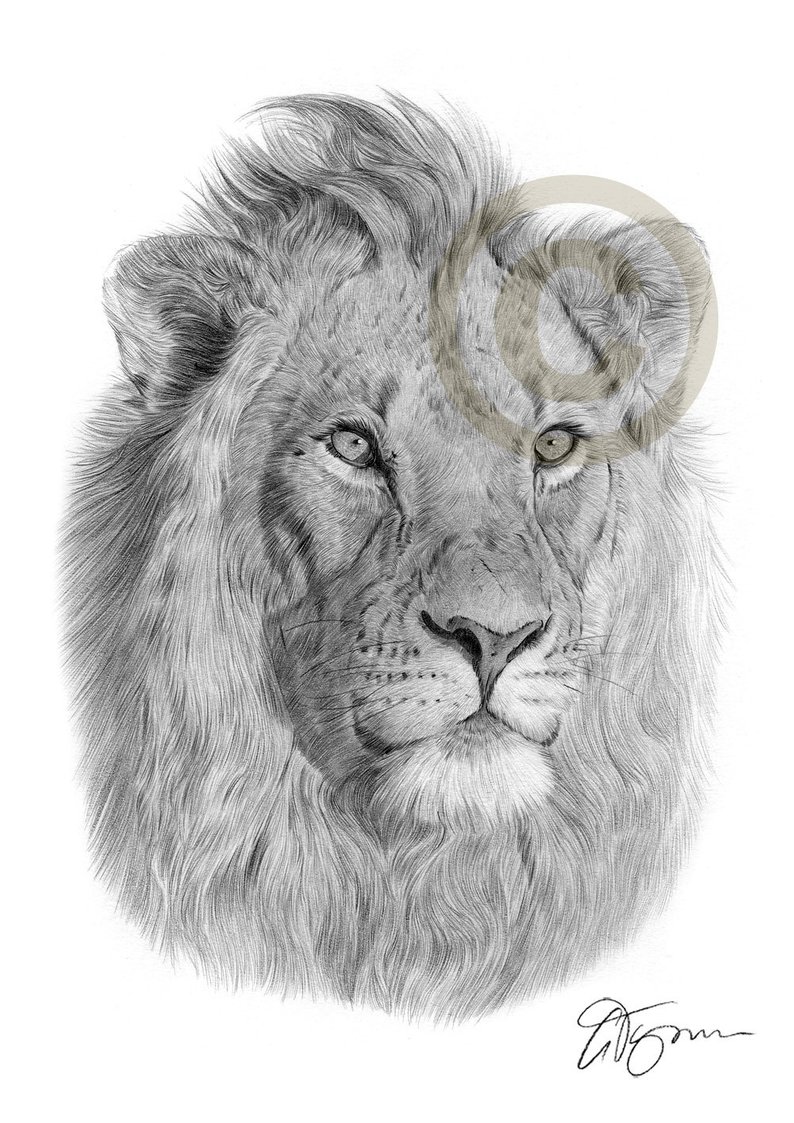 794x1123 Lion Artwork Lion Pencil Drawing Print Big Cat Art Etsy - Lion Pencil Drawing