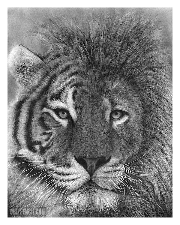 600x750 majesty - Lion Pencil Drawing