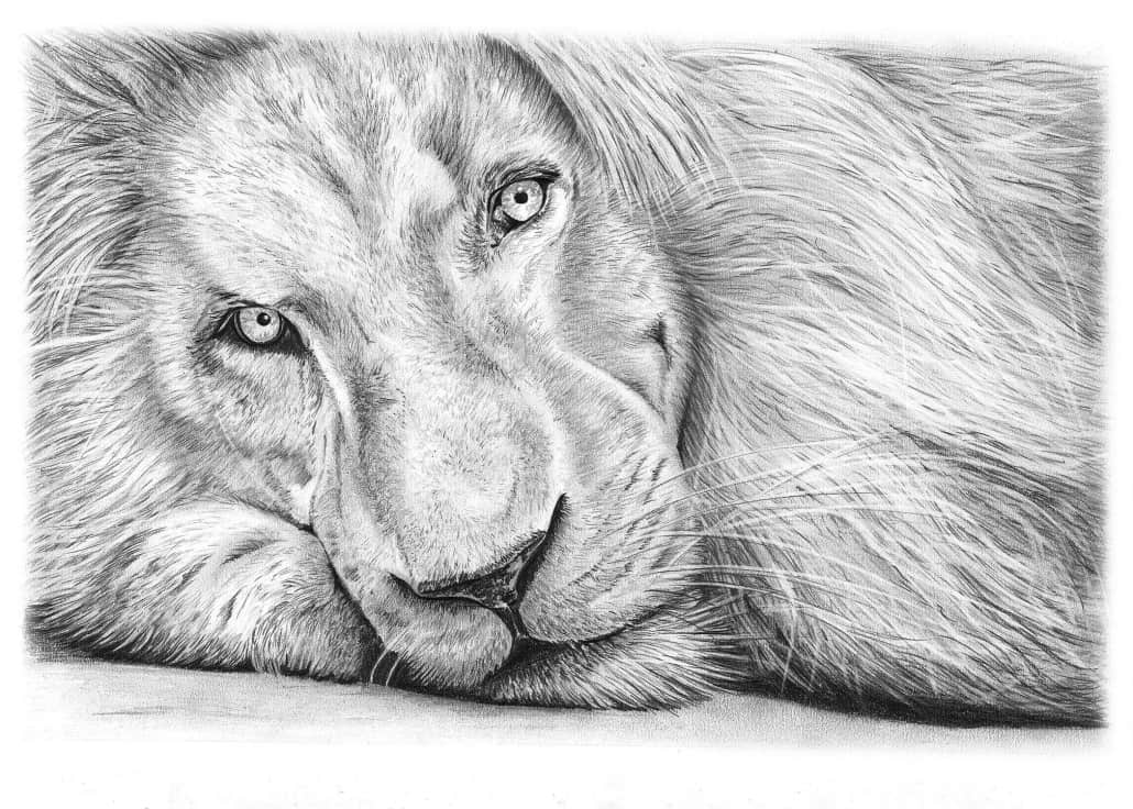 1030x736 Pencil Drawing Of A Lion - Lion Pencil Drawing
