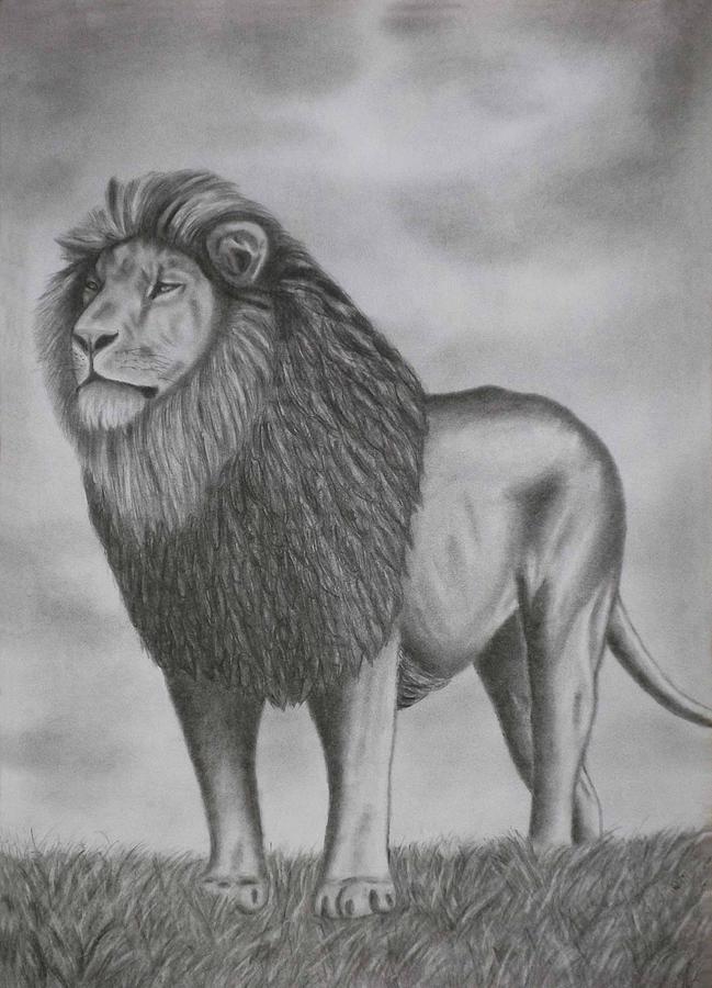 649x900 Pencil Drawings A Lion Drawing - Lion Pencil Drawing