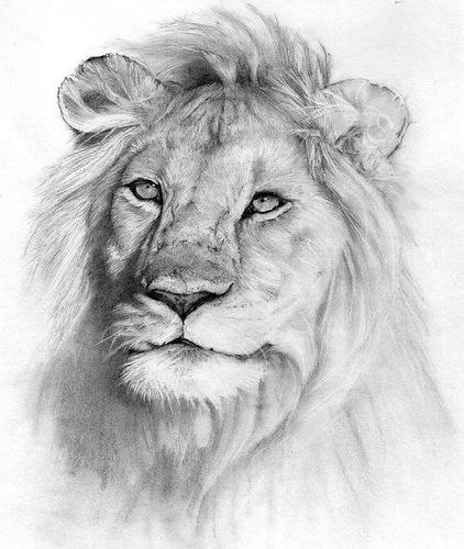 422x500 Lion Pencil Drawing Art - Lion Pencil Drawing