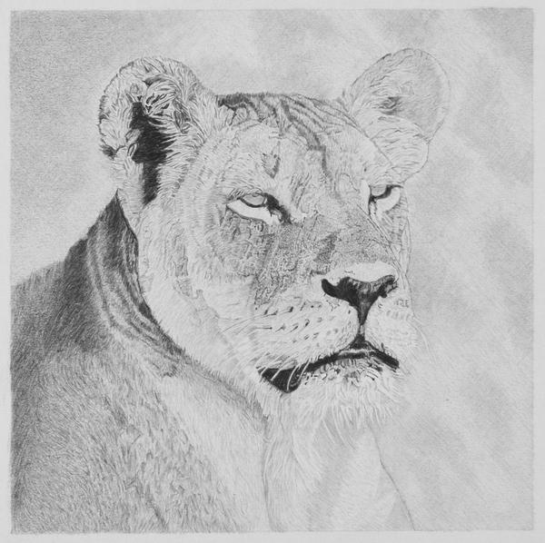 600x598 Female Lion Pencil Drawing Canvasandmoreuk - Lion Pencil Drawing