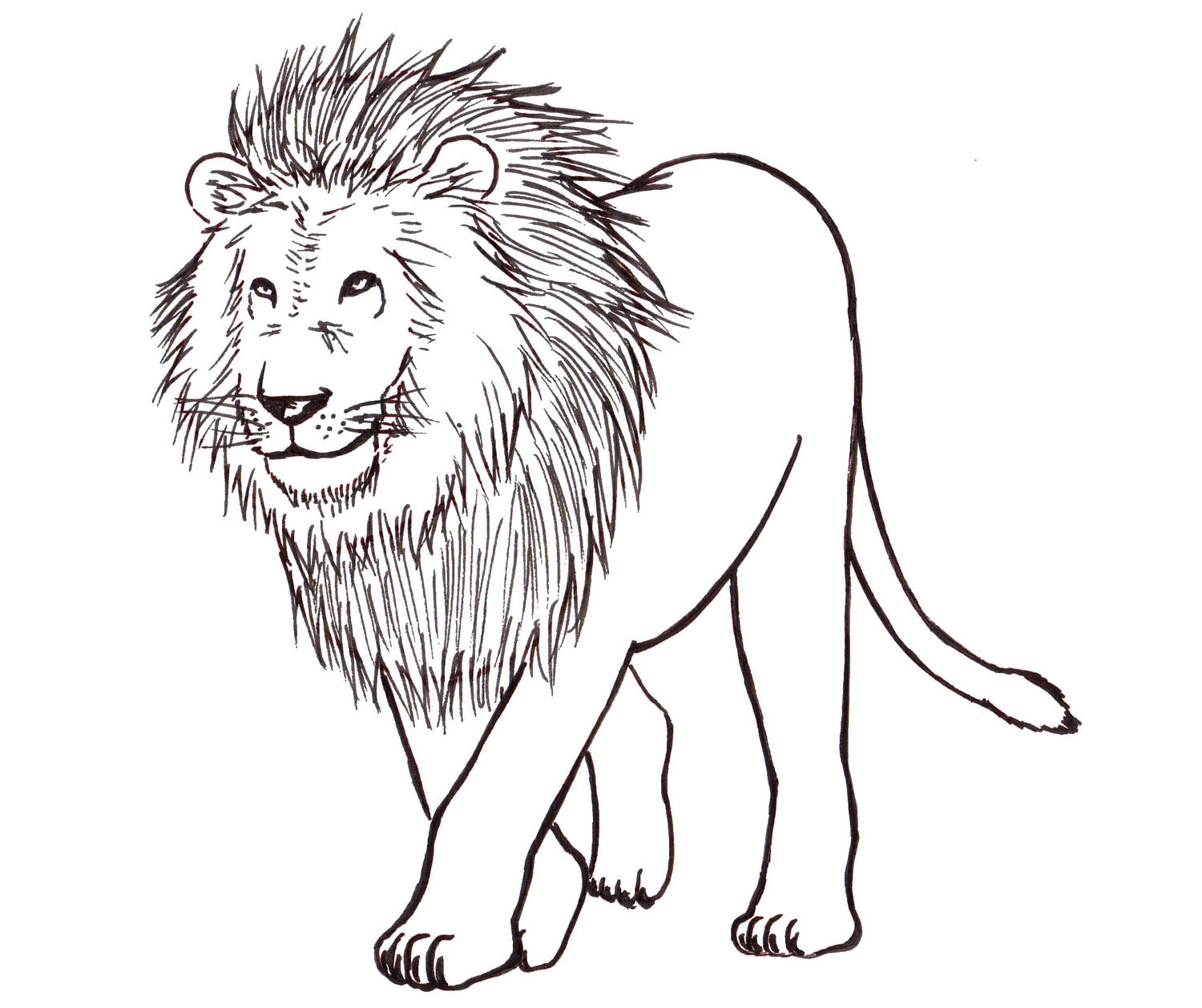 1500x1258 How To Draw A Lion Step - Lion Pic Drawing