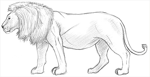 500x258 How To Draw A Lion - Lion Pic Drawing