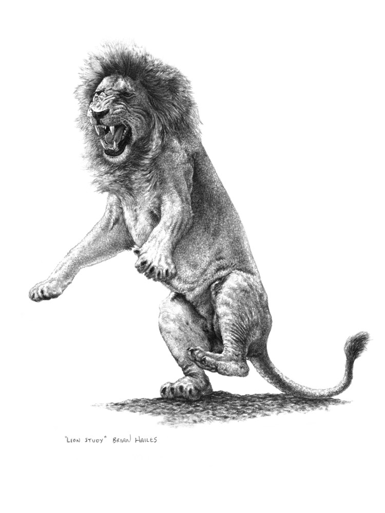 750x1000 Lion Drawing Art Print - Lion Pic Drawing
