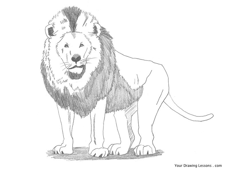 800x600 How To Draw A Lion Your Drawing Lessons - Lion Pic Drawing