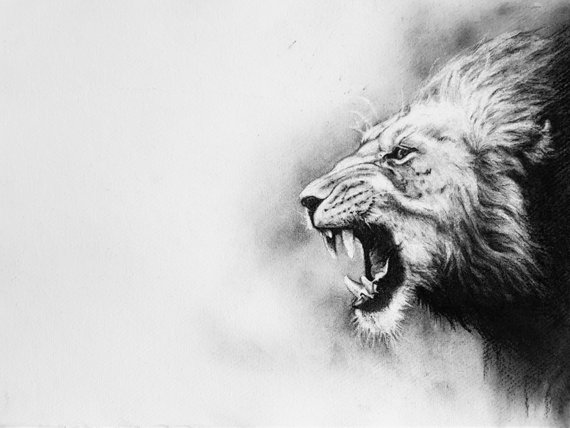 570x428 Black And White Lion Print Charcoal Print Big Cat Drawing Etsy - Lion Portrait Drawing