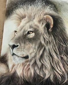 236x295 Charcoal Drawing, Original Lion Art, Lion Drawing, Lion - Lion Portrait Drawing