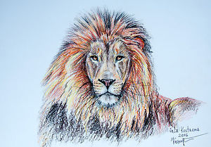 300x209 lion's portrait wild animal watercolor pencils original painting - Lion Portrait Drawing