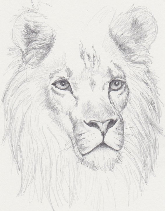 570x725 Lion Graphite Drawing Original Big Cat Sketch Lion Etsy - Lion Portrait Drawing