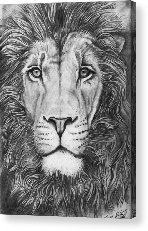 474x740 Lion Portrait Acrylic Print - Lion Portrait Drawing