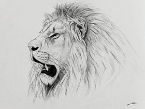300x225 Lion Portrait Drawing - Lion Portrait Drawing