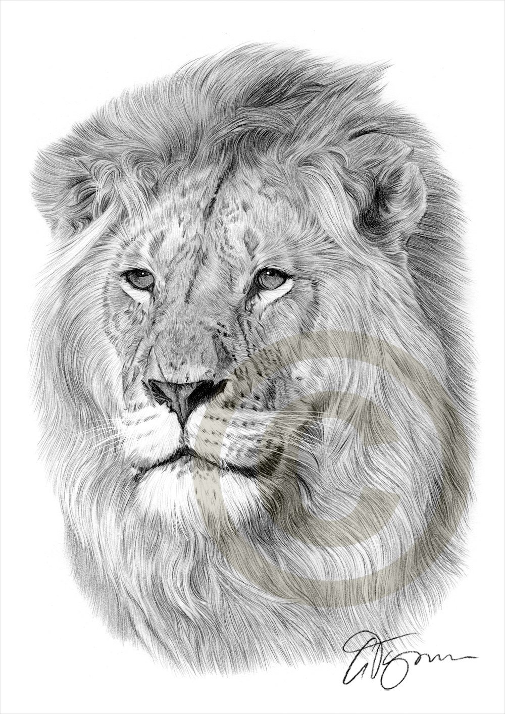1000x1414 African Lion Pencil Drawing Print Sizes Artwork Signed Etsy - Lion Portrait Drawing