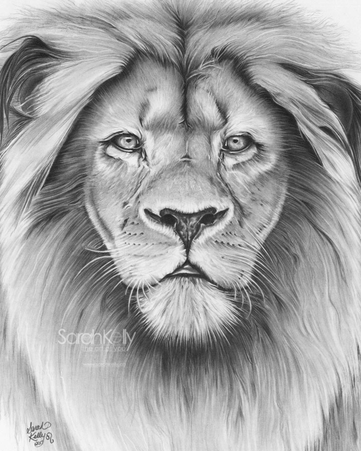 720x900 Sarah Kelly Realistic Pencil Drawings Created From Favorite - Lion Portrait Drawing