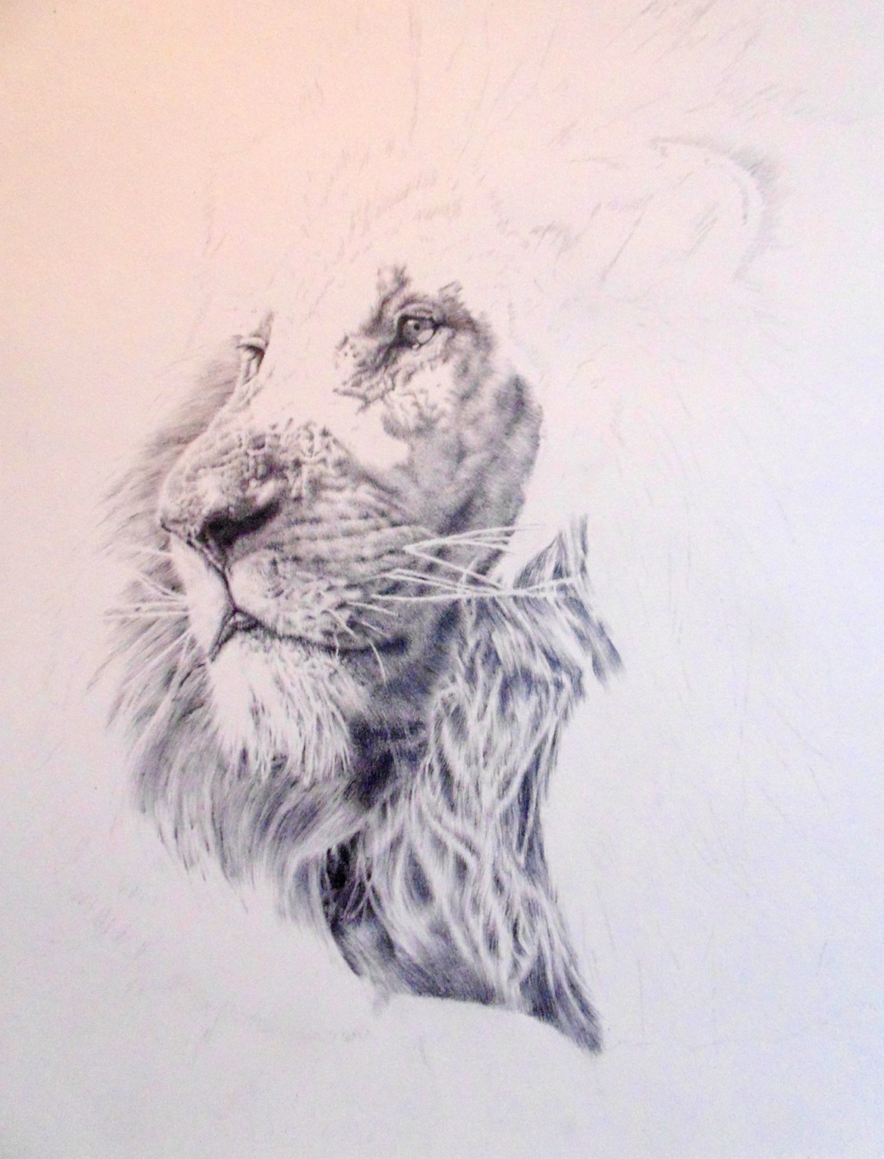 1259x1650 Lion Portrait Remrov's Artwork - Lion Portrait Drawing