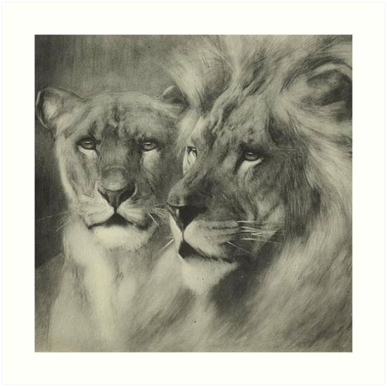 550x550 Amazing Vintage Lion Lioness Portrait Drawing Art Prints - Lion Portrait Drawing