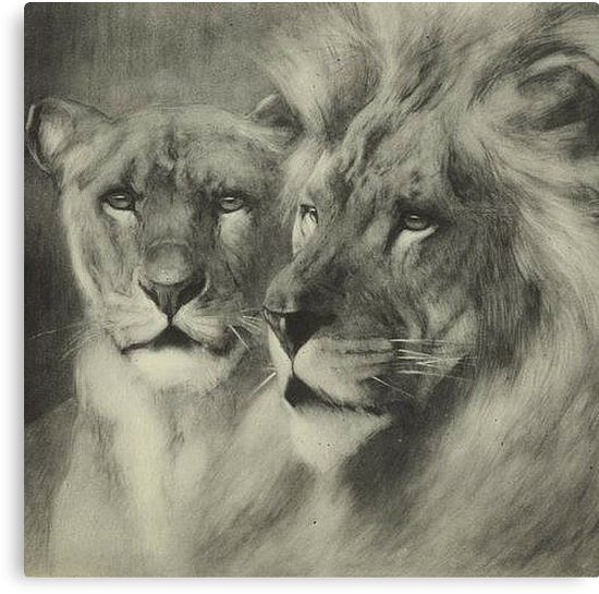 550x545 Amazing Vintage Lion Lioness Portrait Drawing Canvas Print - Lion Portrait Drawing