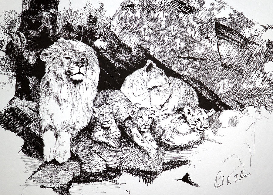 900x643 detail from lion pride drawing - Lion Pride Drawing
