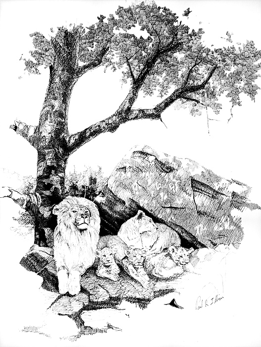 528x700 lion pride drawing - Lion Pride Drawing