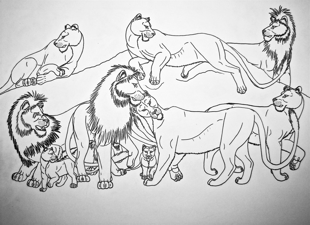 1024x742 lioness drawing pride for free download - Lion Pride Drawing
