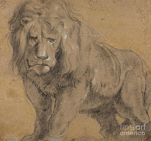 300x280 lion pride drawings fine art america - Lion Pride Drawing